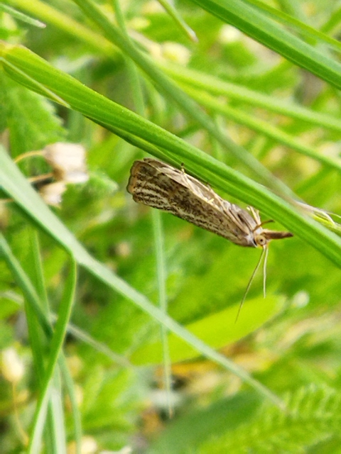 Thisanotia chrysonuchella - tavaszi fűgyökérmoly