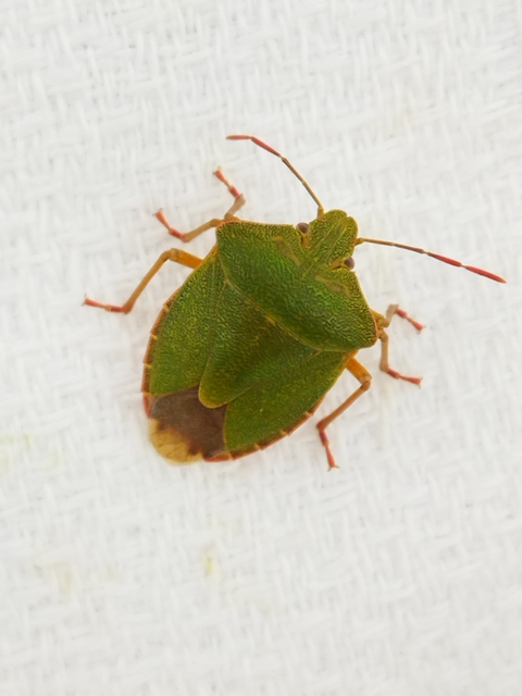 Palomena prasina - zöld bogyómászó-poloska Palomena prasina - zöld bogyómászó-poloska