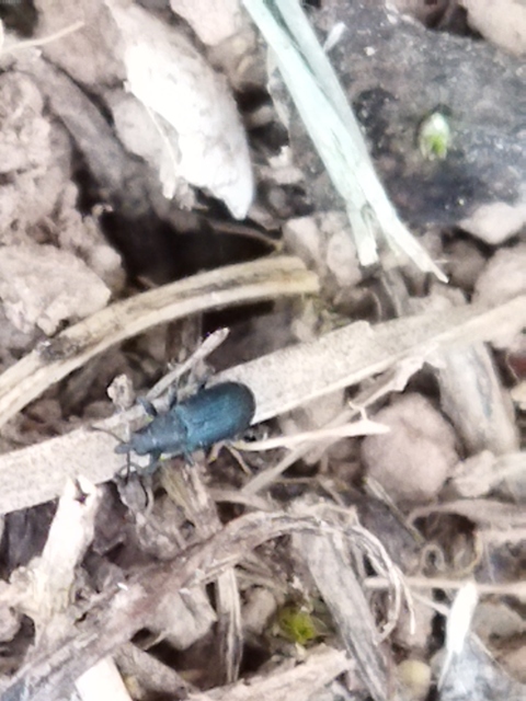 Magdalis nitidipennis - tömpeorrú magdolnaormányos