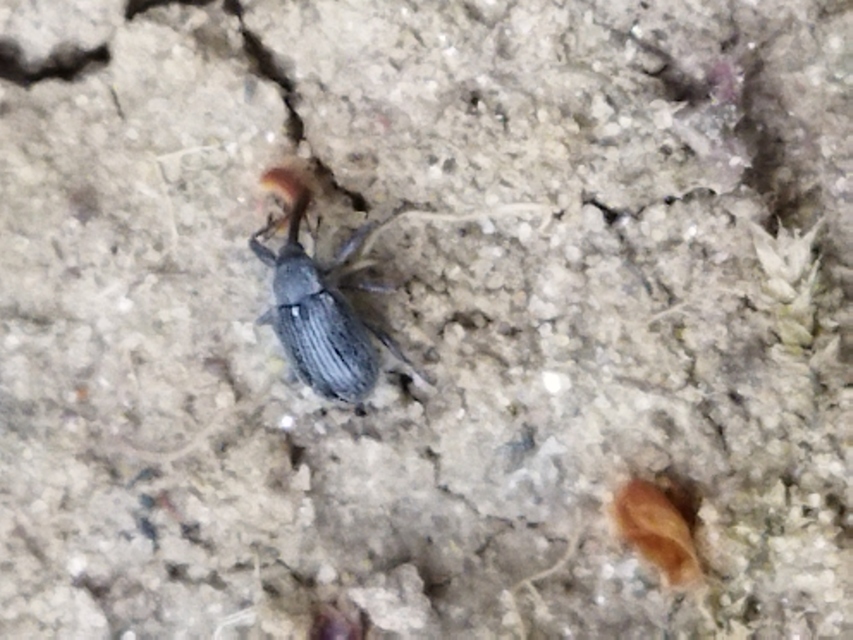 Anthonomus rubi - szamóca-bimbólikasztó Anthonomus rubi - szamóca-bimbólikasztó
