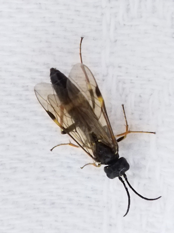 Allantus cinctus
