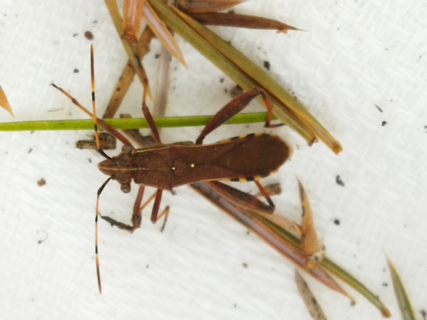 Camptopus lateralis - görbelábú karimáspoloska