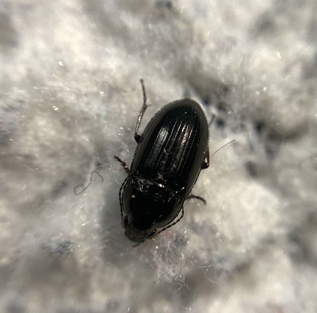 Amara tibialis - apró közfutó Amara tibialis - apró közfutó