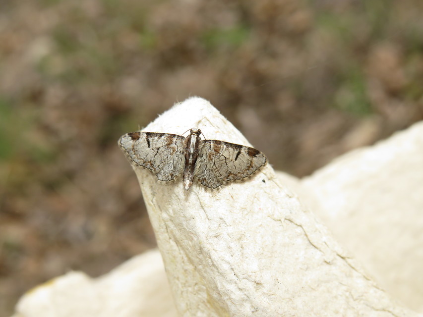Eupithecia insigniata - hálózatos törpearaszoló