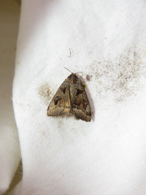 Gonospileia triquetra - kakukkfű-nappalibagoly