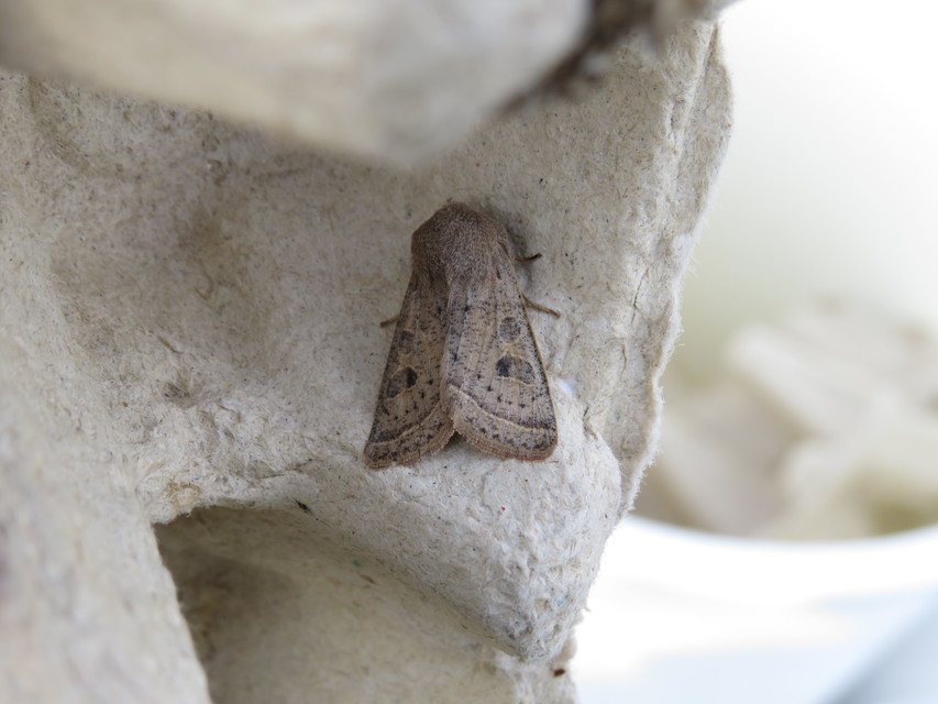 Orthosia gracilis - karcsú barkabagoly