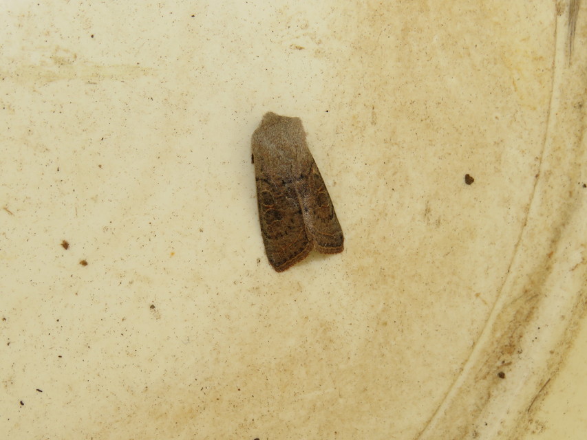 Orthosia gracilis - karcsú barkabagoly