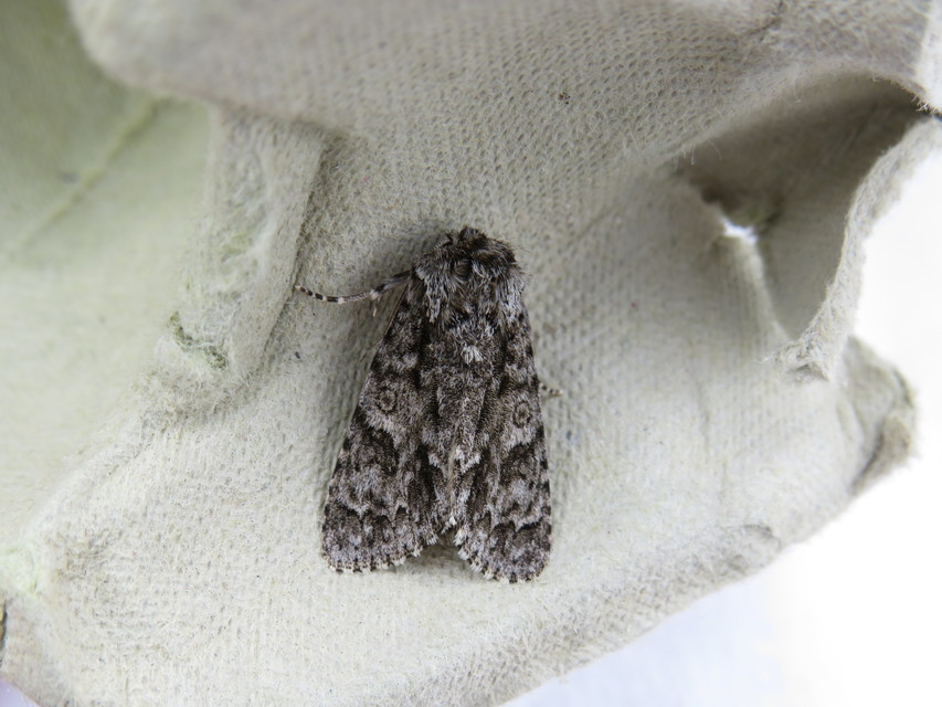 Acronicta auricoma - aranyos szigonyosbagoly