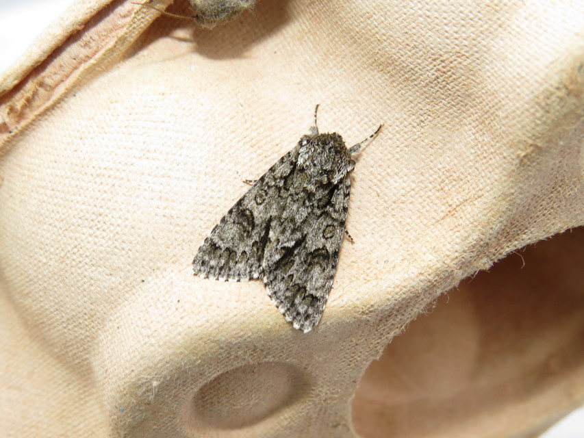 Acronicta auricoma - aranyos szigonyosbagoly