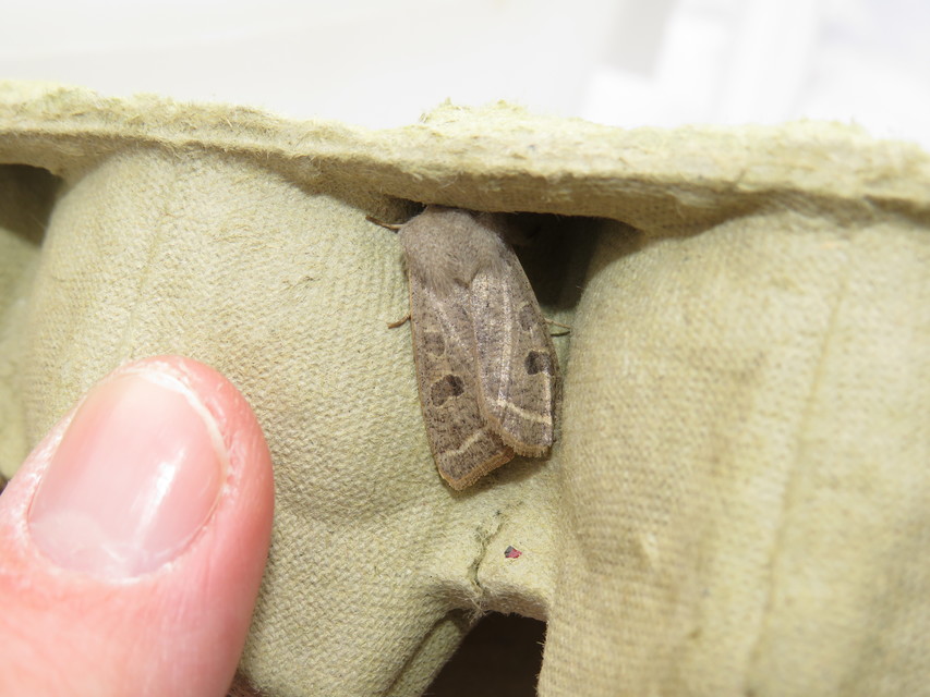 Orthosia gracilis - karcsú barkabagoly