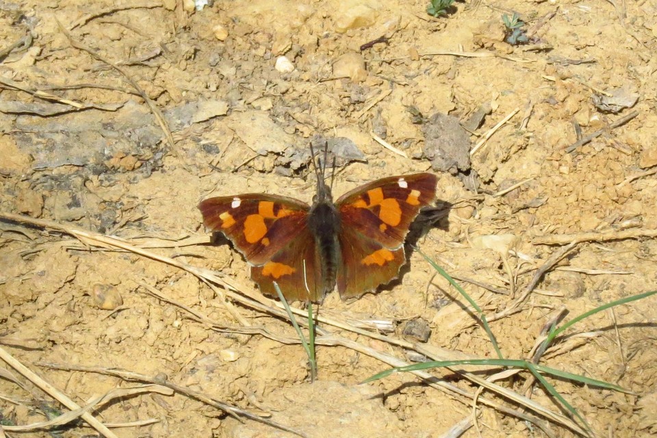 Libythea celtis - csőröslepke