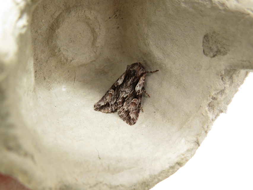Chloantha hyperici - orbáncfű-sugarasbagoly