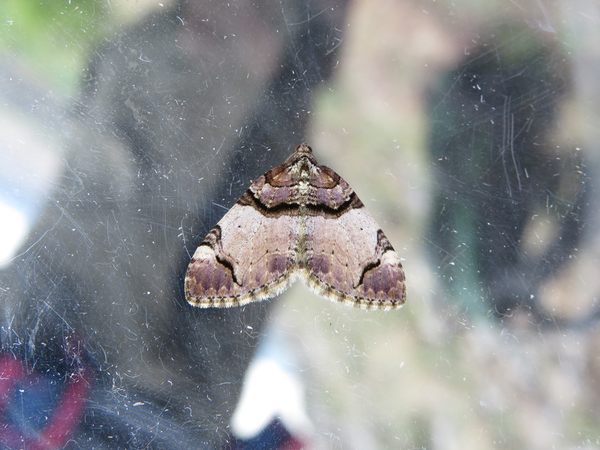 Anticlea derivata - vadrózsa-tarkaaraszoló