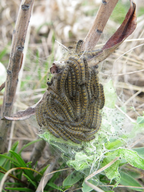 Malacosoma castrensis - kutyatejszövő