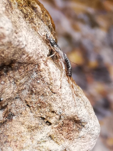 Plecoptera - Álkérészek
