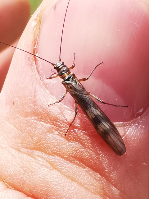 Taeniopterygidae