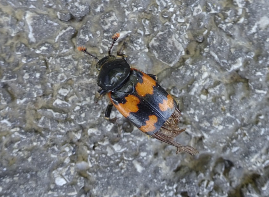 Nicrophorus interruptus - sárgaszőrű temetőbogár