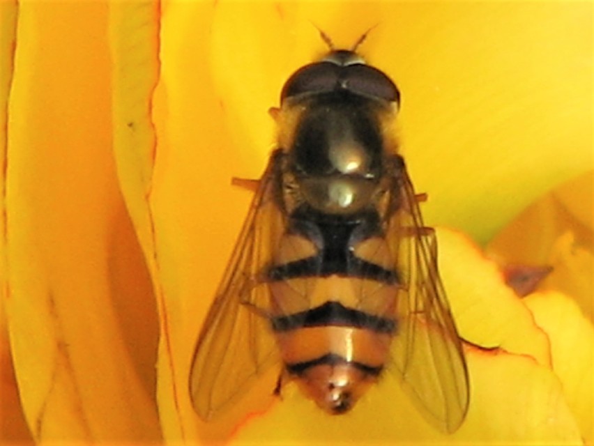 Epistrophe