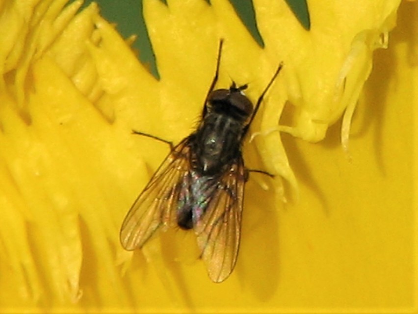 Anthomyiidae - viráglegyek