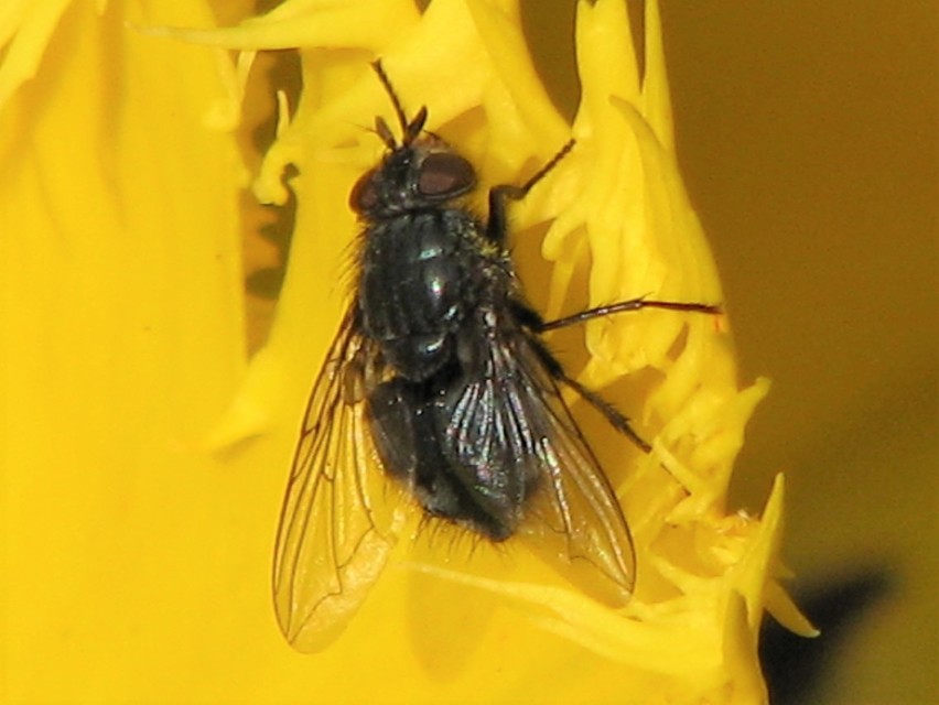 Calliphoridae - dongólegyek