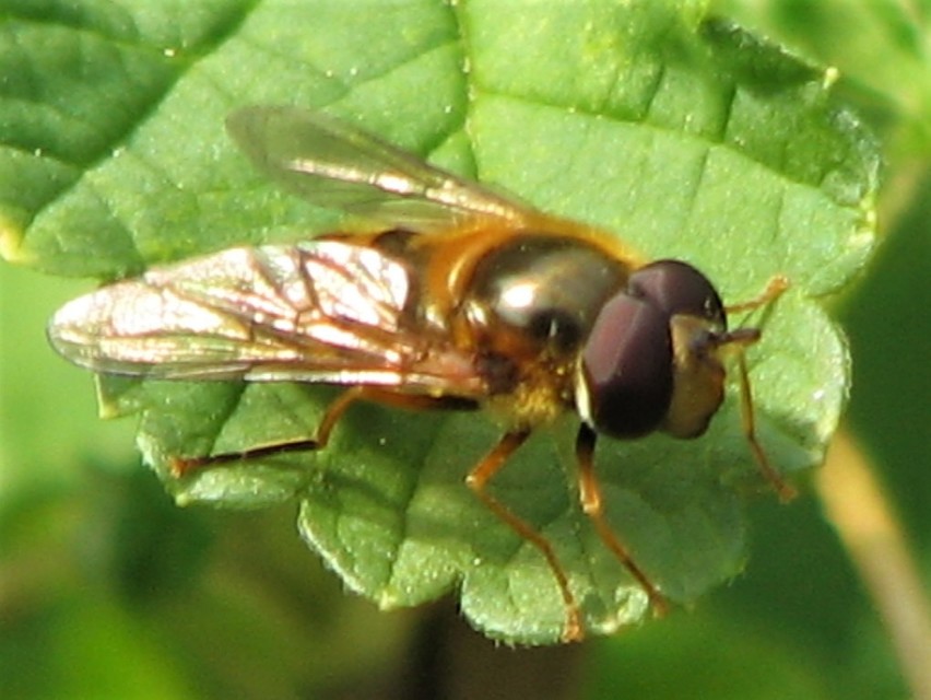 Epistrophe