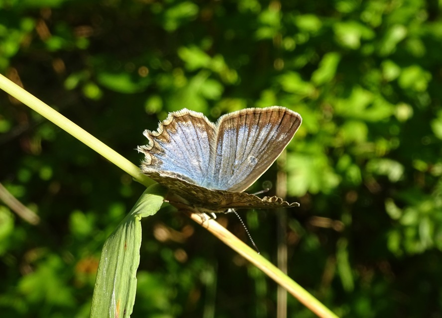 Polyommatus daphnis - csipkés boglárka