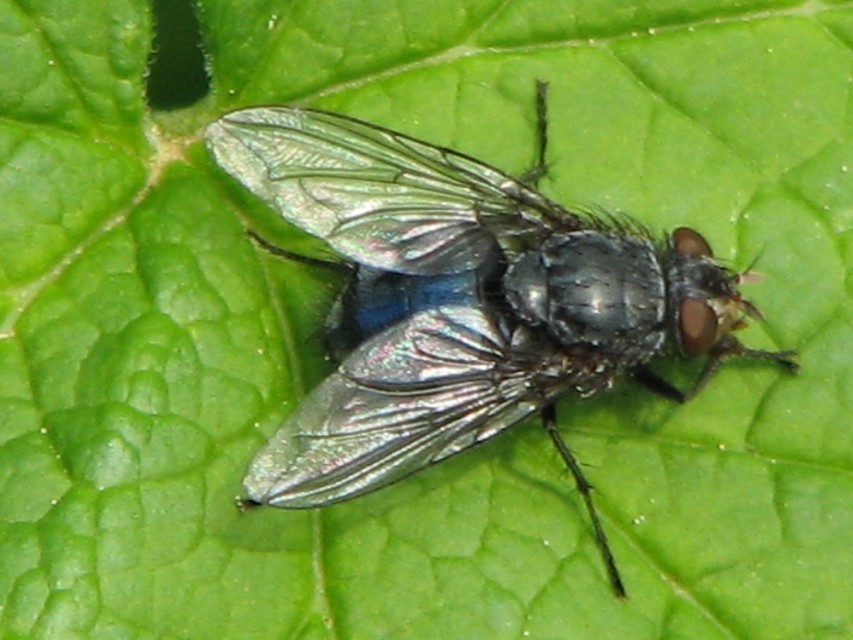Calliphora vicina - kék dongólégy