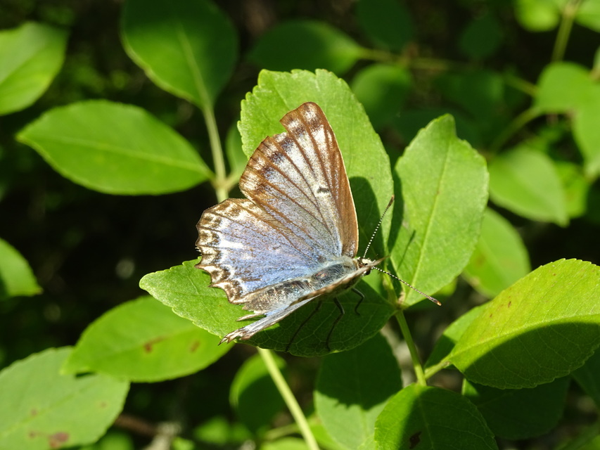 Polyommatus daphnis - csipkés boglárka