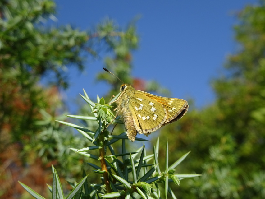 Hesperia comma - vesszős busalepke