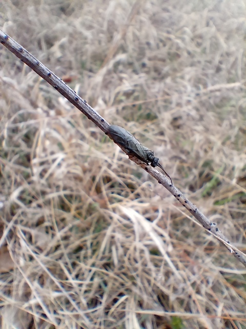 Plecoptera - Álkérészek