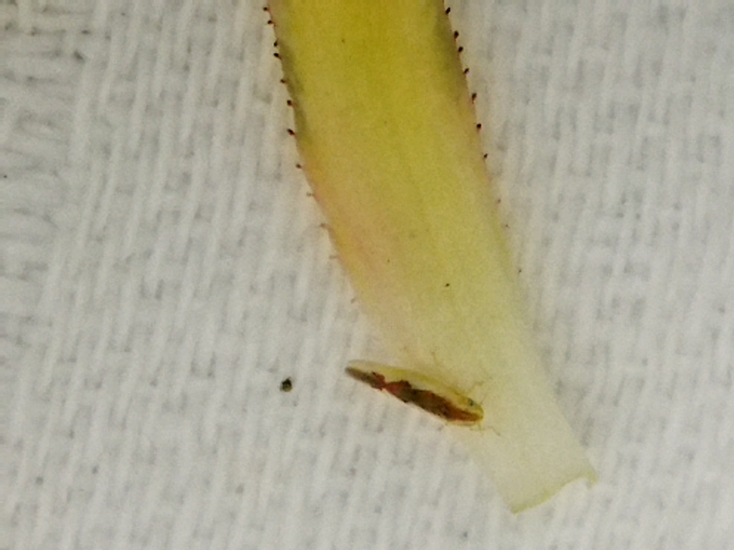 Zygina angusta