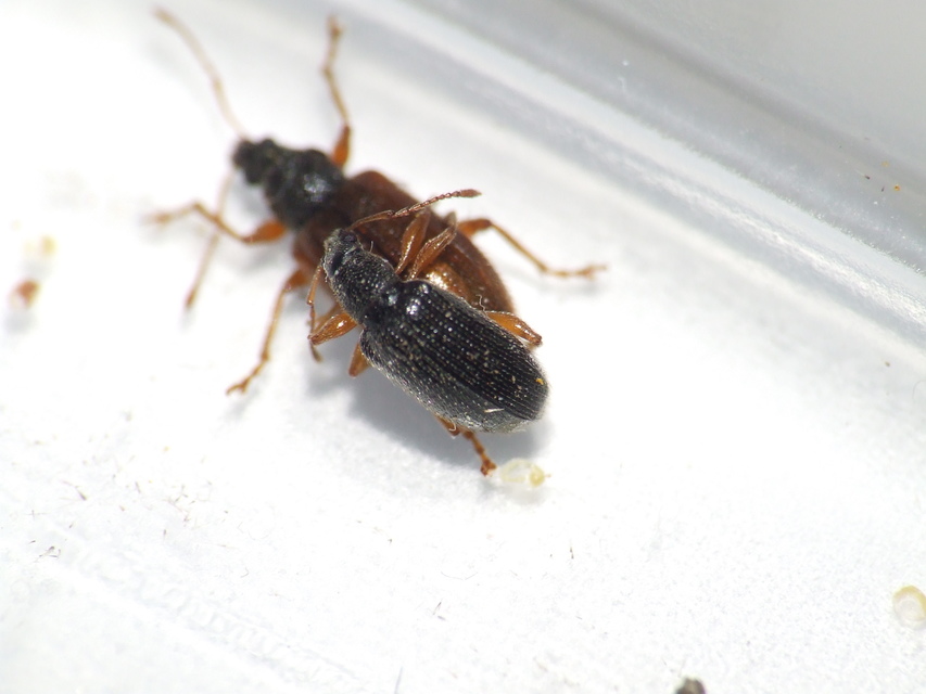Phyllobius oblongus - közönséges levélormányos