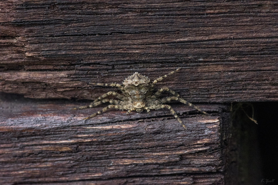 Philodromus poecilus - cifra karolópók