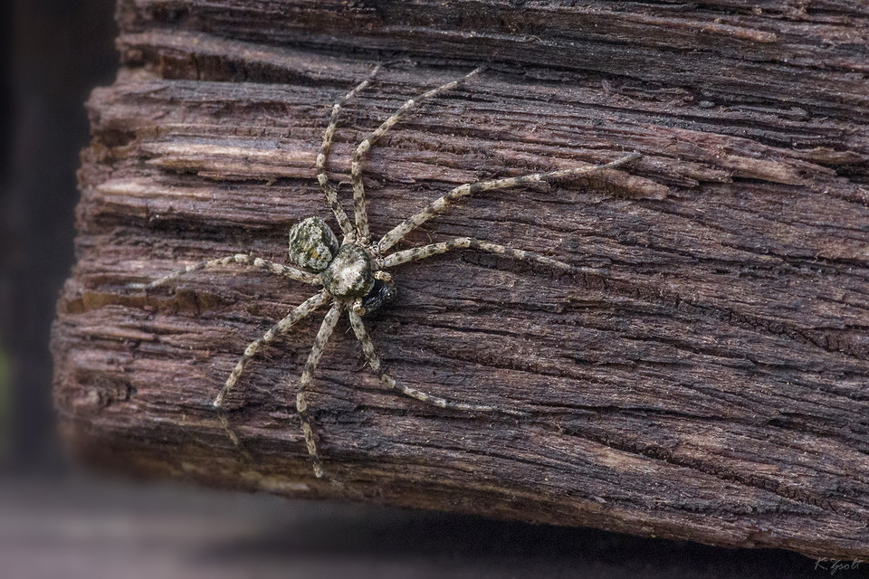 Philodromus poecilus - cifra karolópók