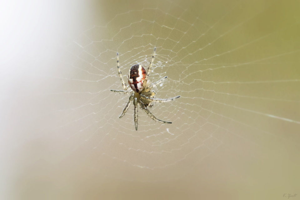 Mangora acalypha - réti keresztespók
