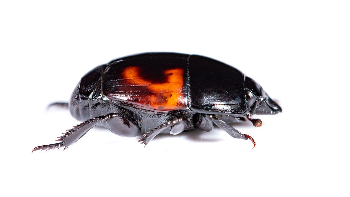 Hister quadrimaculatus - közönséges sutabogár
