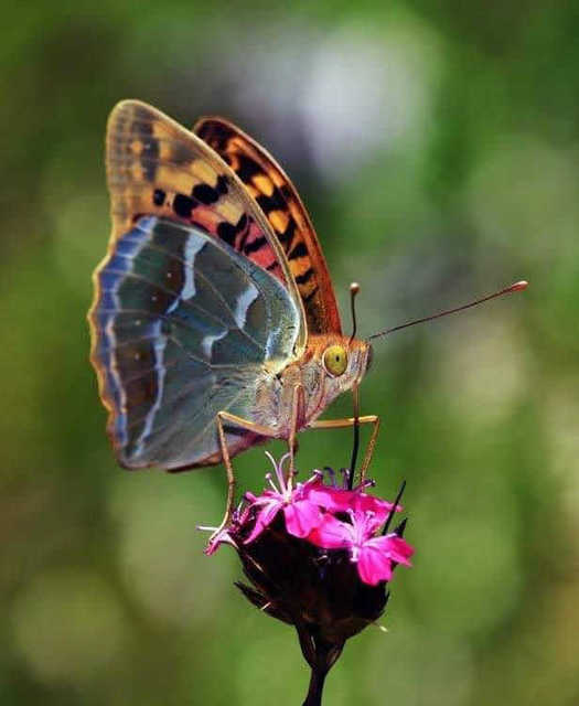 Argynnis pandora - zöldes gyöngyházlepke