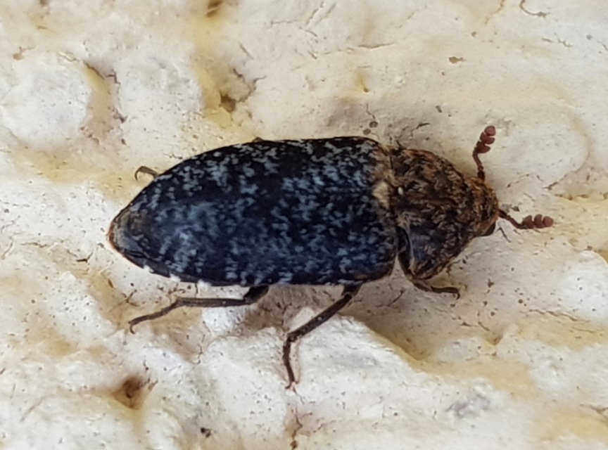 Dermestes undulatus - márványos porva Dermestes undulatus - márványos porva