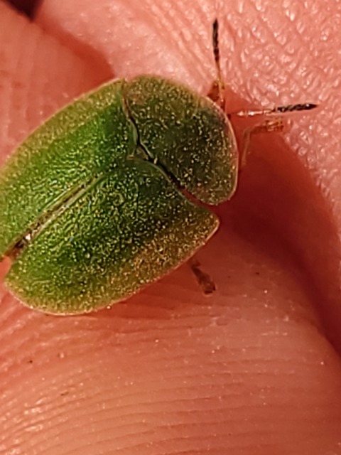 Cassida