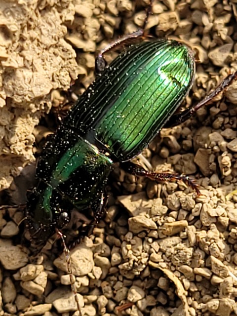 Harpalus distinguendus - mezei lomhafutó