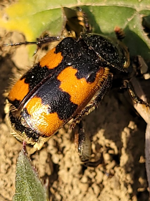 Nicrophorus vespillo - közönséges temetőbogár