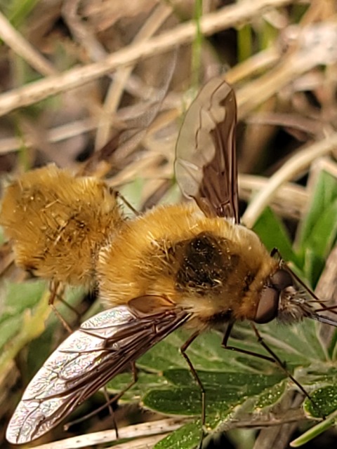 Bombylius major - szegélyes pöszörlégy