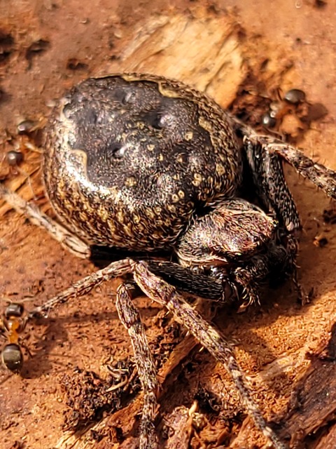 Nuctenea umbratica - közönséges rés-keresztespók