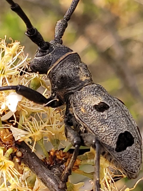 Morimus asper funereus - gyászcincér