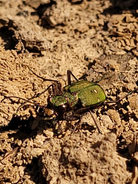 Cicindela campestris - mezei homokfutrinka