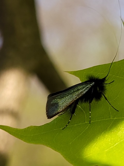 Adela reaumurella - smaragdfényű tőrösmoly