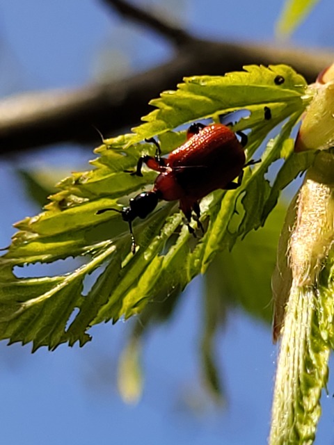 Apoderus coryli - mogyoró-levélsodró