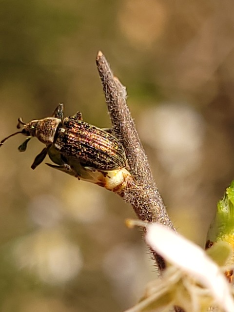Phyllobius pyri - gyümölcsfa-levélormányos