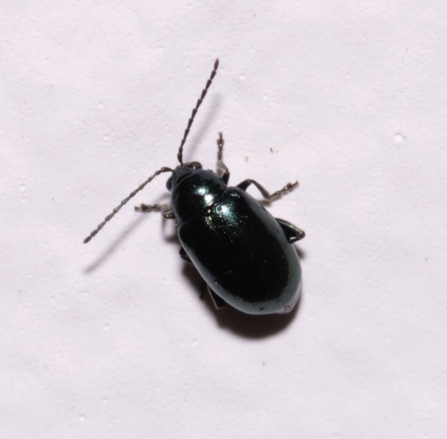 Altica