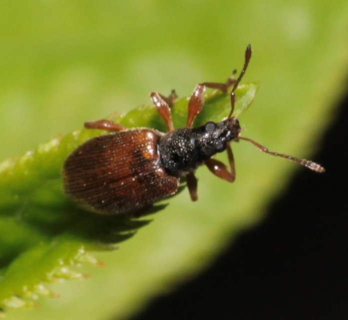 Phyllobius oblongus - közönséges levélormányos